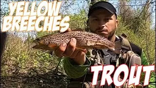 Yellow Breeches - the perfect place to find beautiful trout in Pennsylvania (SHORTS)