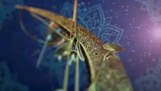 Golden Moon Leaf Islamic Eid Mubarak Video Template | FREE TO USE | iforEdits