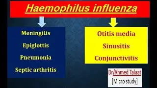 Haemophilus influenza