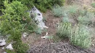 K&uuml;&ccedil;&uuml;k Kaya Kasaların Hediyesi İyi Olur !!