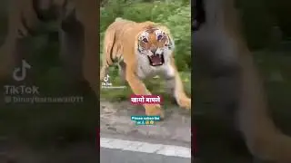 dangerous lion #short #animalplanets #lion #viralconcept