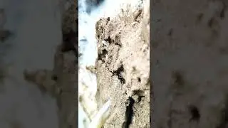 A Giant Natural stingless bees,डंक रहित मधुमक्खी🐝🐝#shorts #trending #english