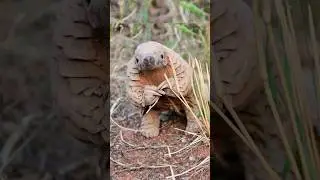 Панголину чешут спинку