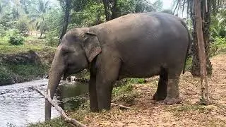 Elephant drinking water