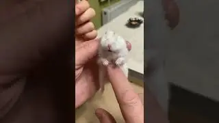 Who wants a massage?#hamsters #massage #смешныеживотные #хомяк