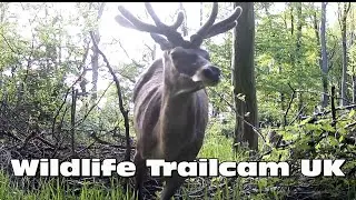 Three giant red deer stags! Trail camera Thursday