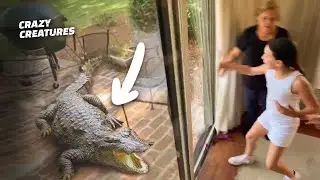 Family Finds Aggressive Alligator in Garden