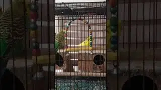 my lovebirds are playing and chirping together # only time pass # shorts # subscribe