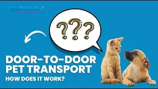 How Door-to-Door Pet Transport Works | Pet Travel Services