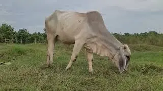 This is a breed of cow with large ears.