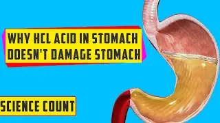 Why HCL acid in Stomach Doesn't Damage Stomach | Why acid Doesn't Harm Stomach