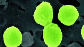 Microbial oceanography and the Hawaii Ocean Time-series programme