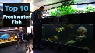 The Top 10 Fish in My Fish room of 100+ Fish