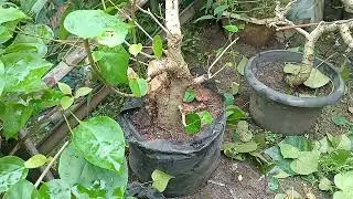 MEMPERJELAS KONSEP GERAK DASAR BAHAN WARU LOKAL 