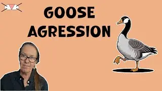 Goose Aggression