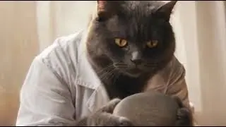 Cat massage therapist / Кот-массажист 😼💆