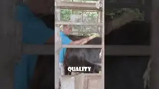 Почему говядина вагю такая дорогая? 🐄✨