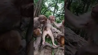 Baby Monkey You Must Watch With Creative Trap #Monkey #BabyMonkey #ShortVideos #EP162