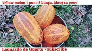 #leonardodeguerto #yellowmelon || hinog  sa puno