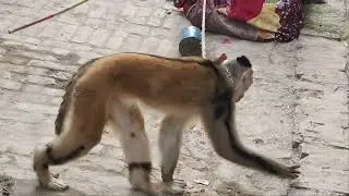 Bandar ka Dance /YouTube videos send funny seen