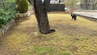 Dog Poop