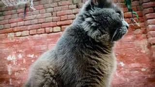 Beautiful Cat Name Tom Enjoying sunny day | Cats Whatsapp Status | QuickEditz