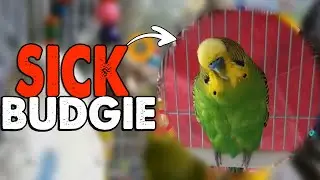 8 Signs indicates that budgie bird is sick