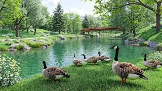 Peaceful Nature Escape🌸 Goose Family & Relaxing Music to Heal Your Heart and Soul🌿 Stop Overthinking