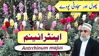 Dog Flower || Antrrhimum majus ||Feasibility of Antrrhinum majus as Annual Flower || Crop Reformer
