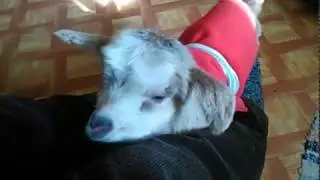 Watch this adorable baby goat YAWN!