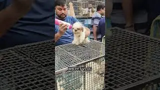 Shih Tzu puppy in kolkata dog market #yt #short #pet #puppy #kolkatapetmarket #dog #viral #ytshots