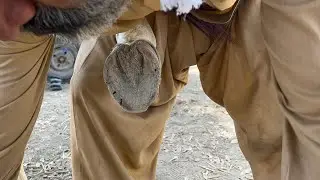 Complete Care for Horse Hooves: Cleaning and Shoe Application Guide!&rdquo;