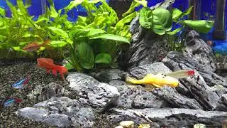 Aquarium Calm 🌿 | 1 Hour of Fish, Water & Soft Piano