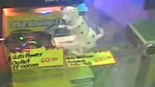 CD-R King USB Dog
