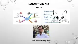 Histology 9: Sensory Organs Part - 1