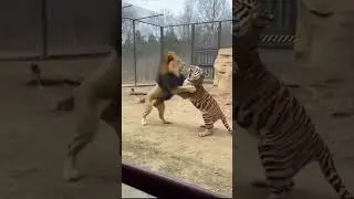 Tiger vs Lion Smashes Zoo Glass 😳🐅🦁 #ZooFootage #Wildlife