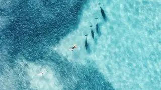 BONDI BEACH DOLPHINS ATTACK BAIT BALL!