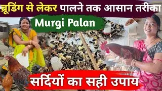 Winter Brooding Management for Desi Poultry सर्दियों में चूजों की देखभाल का सही तरीका