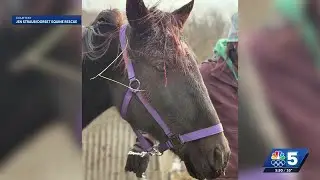Rescued horses recover in Dorset