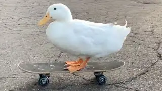 Duck on a Skateboard