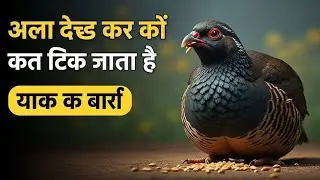 काला तीतर को भूख नहीं लगती? कारण, इलाज और सही देखभाल | पूरी जानकारी