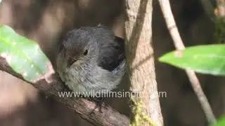 Tufted Titmouse in action peaceful Bird Behavior Captured