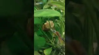 Сом вверх ногами чистит водоросли/Catfish cleaning algae upside down#сомики#aquarium#fish