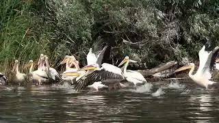 kilka minut .... z Pelikanem Babą - a few minutes .... with White Pelican
