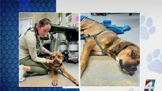 Ask the Vet: What is tick paralysis?
