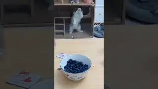 Epic Pet Antics: Viral Videos That'll Leave You in Stitches! 😂🐾