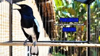 PANCINGAN KACER bahan SUSAH bunyi, KACER GACOR NGEPLONG bikin KACER MANAPUN ikut GACOR