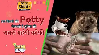 World's Most Expensive Coffee: This Cat's Poop Is the Way to Make the World's Most Expensive Coff...