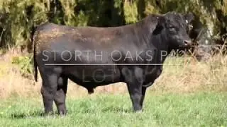 Storth Oaks P42 Lot 16   Medium