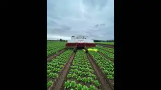 Healthiest Vegetables on Earth